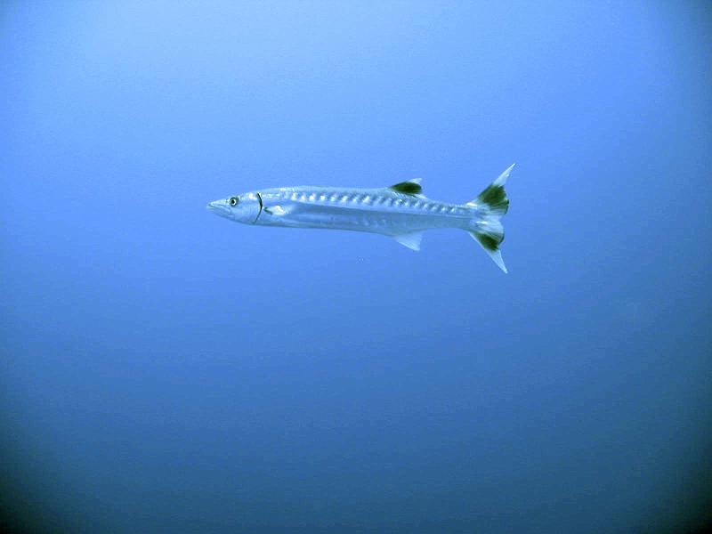 2013 02 18 Yann (11) ++b.jpg